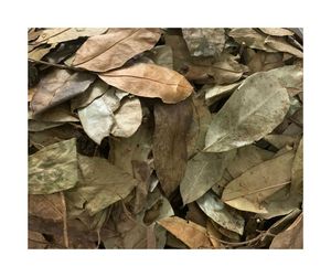 Hojas de Guanábana secas de estilo orgánico: forma de hoja retenida y Hojas de Guanábana secas con aroma tropical ligero para compradores - Product Image 5