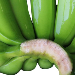 Export Grade Green de plátanos frescos orgánicos para supermercados y distribuidores cultivados en estilo orgánico - Product Image 6