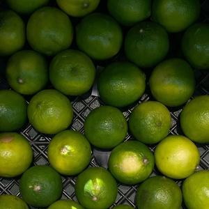 Citrons verts et jaunes frais en gros, cultivés naturellement, fruits de citron de qualité supérieure en gros - Product Image 5