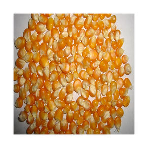 Maíz amarillo seco asequible, maíz amarillo no GMO y maíz blanco para alimentación humana y Animal - Product Image 6