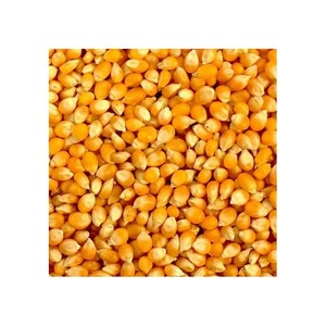 Grano de maíz glutinoso seco de alta calidad (grano de maíz) AMARILLO - Product Image 4