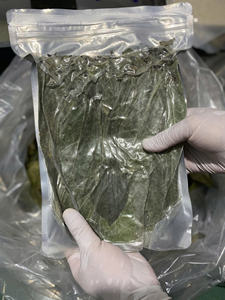 Premier exportateur vietnamien de feuilles de corossol séchées Partenaire avec un fournisseur expérimenté et réputé de produits authentiques - Product Image 6