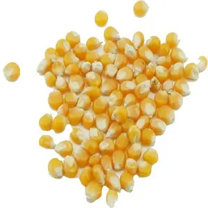 批发优质黄玉米供人类和动物食用/散装白色和黄色玉米供出售