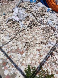 Meilleure vente Collection de coquillages du Vietnam pour les cadeaux faits à la main, les projets artistiques de bricolage écologiques et les décorations naturelles - Product Image 5