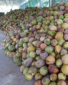 COPRA DE COCO SECA DE VIETNAM PARA ACEITE DE COCO - Product Image 6
