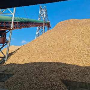 Copeaux de bois bon marché en vrac - Combustible biomasse d'acacia de haute qualité pour approvisionnement en gros - Product Image 1