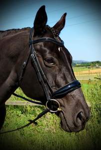 FREEFORM Comfort Anatomique CUT AWAY Casque SIMPLE CAVESSON Bridle BREVET - Product Image 6