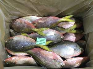 ราคาแข่งขัน ปลาหางเหลืองแช่แข็ง IQF บรรจุภัณฑ์สุญญากาศ ขายส่งจากเวียดนาม แช่เย็น -18 องศา รักษาได้นาน 24 เดือน - Product Image 6