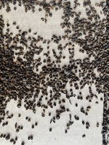 สมุนไพรพริกไทยดำแบบ84789896886รสเผ็ดพร้อมเปลือก - Product Image 5