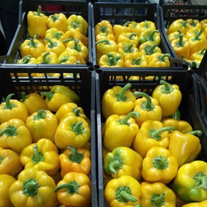 พริกสดหรือพริกหยวกขายพืชใหม่ทั้งหมด - Product Image 3