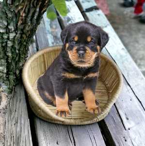 Meilleur prix écologique naturel dormir relaxant rotin Animal tissé animal tressé lit pour chien fait à la main luxe chat chien lit pour animaux de compagnie - Product Image 3