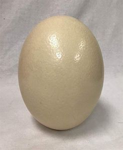 โต๊ะสดสีน้ำตาลฟาร์ม-ไข่ไก่สดที่อุดมสมบูรณ์ไข่ฟักสำหรับขาย