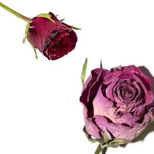 Rosa roja seca natural | Para té floral y remedios naturales - Product Image 3