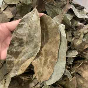 ใบทุเรียนเทศแห้ง100% ใบชาสมุนไพรตากแดดโดยตรงจากเวียดนาม - Product Image 1