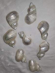 Polished <b>Conch</b> Shell Napkin <b>Ring</b> Natural Crafts for Restaurant Decorative Use From 99 Gold Data - Product Image 4