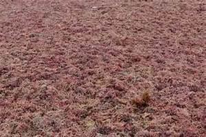 COTON D'ALGUES ROUGES NATURELLES POUR UNE NUTRITION BIOLOGIQUE ET UN SUPPORT IMMUNITAIRE UTILISATIONS FONCTIONNELLES - Product Image 6