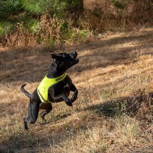 Lite Dog Vest Fluorescent Yellow Tissu respirant et réversible à haute visibilité pour une vision sûre Couverture du milieu du dos - Product Image 6