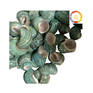 เปลือกเทอร์โบสีเขียวธรรมชาติระดับพรีเมียมจากเวียดนามสำหรับใส่แจกันในตู้ปลาและของตกแต่งชายฝั่งทำด้วยมือ - Product Image 3
