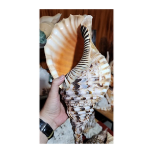 Abastecimiento sostenible de Triton y Conch Shells de tamaño personalizado: Triton y Conch Shells - Product Image 5