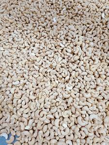 Offre Spéciale de noix de cajou de haute qualité du Vietnam WW180 WW240 WW320 WW450 meilleur prix/ANNA DO VILACONIC - Product Image 2