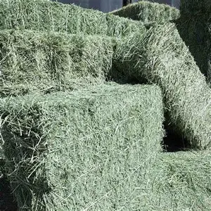 Compre los mejores pacas y pellets de heno de alfalfa, hierba de heno de alfalfa seca y fresca precios bajos de envío a negociar