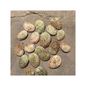 Vente en gros de superbes coquilles d'ormeau pour l'artisanat et la décoration Matériau de coquillage naturel poli pour la maison et le restaurant - Product Image 3