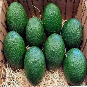 Aguacates Hass Frescos Orgánicos de Origen Tropical Francés Grado A 25 kg 17 cm - Product Image 5