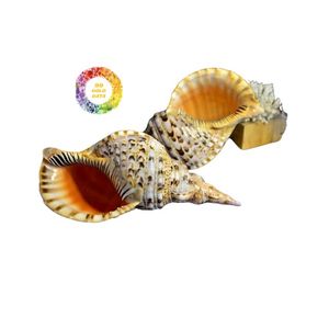 เปลือกหอยทรัมเป็ตของเวียดนามรูปทรงเกลียวสวยงามสำหรับตู้ปลาและการตกแต่งภายใน - Product Image 2