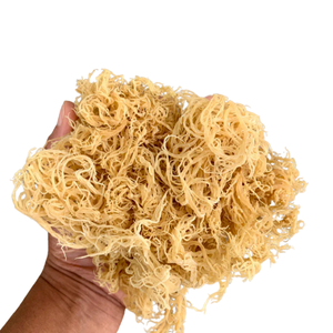 Fabriqué au Vietnam-Mousse de mer-Mousse d'Irlande-Mousse de mer crue biologique-Mousse de mer séchée En stock disponible - Product Image 3