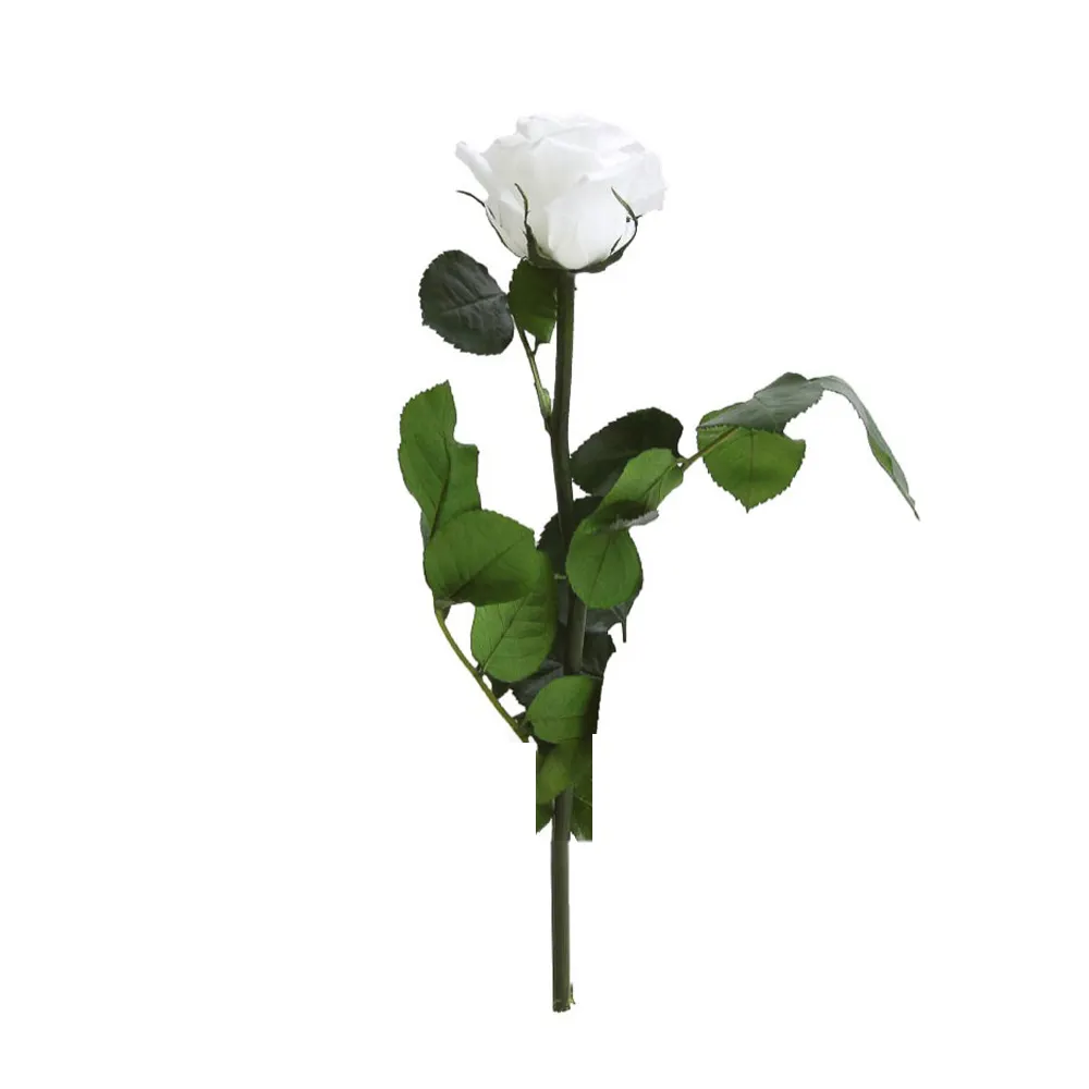 Beste Kwaliteit Luxe Gestabiliseerde Witte Roos Mooie Natuurlijke Roos Voor Verjaardag Valentijnsdag Cadeau