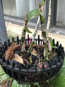 Pots à orchidées en plastique noir en gros, taille 250x165 avec logo personnalisé, utilisation en extérieur pour la maison et le jardin, modèle GL-A25 - Product Image 6