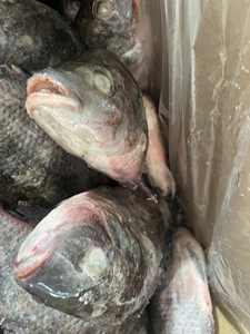 Envío Rápido, Tilapia Negra Congelada al por Mayor, Eviscerada y Descamada, Fresca, IQF, IWP, Paquete a Granel de 10 kg, 12 Meses de Duración - Product Image 3