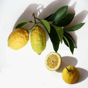 Aroma de limón verde fresco y sabor picante empaquetado a granel para hacer jugo de cítricos cultivados naturalmente de granjas de limón verde Premium - Product Image 4