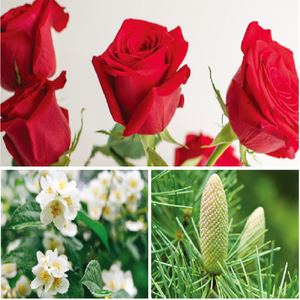 Eau de parfum GREEN ROSE WOODY, parfum liquide longue durée, tendance beauté, soin personnel, parfum, Séoul, Corée - Product Image 2