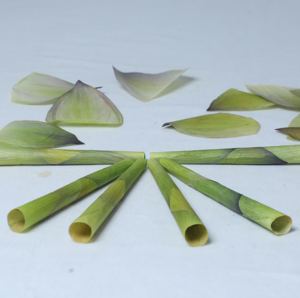 Cônes de pétale de Lotus Meilleurs prix Rare cônes de pétale de fleur de Lotus vert Roulé à la main Style de luxe Conseils en bois et verre approvisionnement d'usine en vrac - Product Image 4