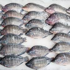 Pescado Tilapia Congelado Directamente de la Granja, Producto Agrícola de Alta Calidad en Venta - Product Image 2