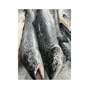 Filete de Salmón del Atlántico Congelado de Calidad Premium - Product Image 5