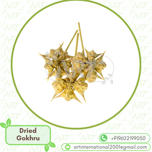 Gokhru Tribulus terrestris วัตถุดิบสมุนไพรสำหรับยาและอาหารเสริมธรรมชาติส่งออกคุณภาพสะอาด - Product Image 3