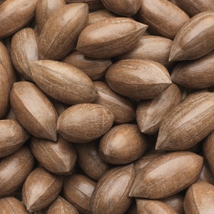 Nueces de Pecanas a la Venta en Grandes Cantidades a los Mejores Precios al por Mayor - Product Image 6