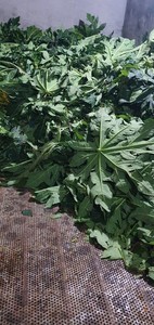 VENTA CALIENTE de hojas secas de papaya para la industria de bebidas y alimentos, ingrediente de hojas secas limpias y aromáticas a granel de Vietnam - Product Image 5