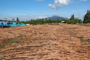 High Quality Premium Natural Polished <b>Rattan</b> <b>Cane</b> Agriculture Product EUTECH EVN101 Diameter 6-50MM - Product Image 6