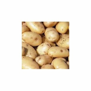 Pommes de terre fraîches de haute nutrition de qualité supérieure nouvelle culture de pommes de terre rouges et blanches biologiques certifiées fournisseur en gros direct d'Égypte - Product Image 4