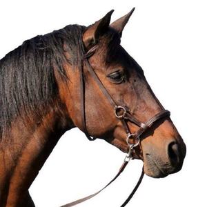 Bridon de cheval de qualité professionnelle, logo personnalisé, best-seller, prix bas, bridons de cheval en cuir à vendre - Product Image 4