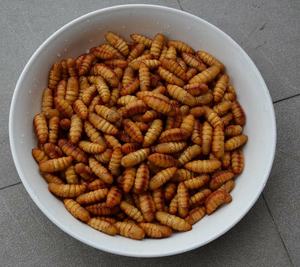 Calidad superior Naturaleza Congelado Seco Gusano de seda Chrysalis Comida para mascotas 1kg ÁNGULO - Product Image 3