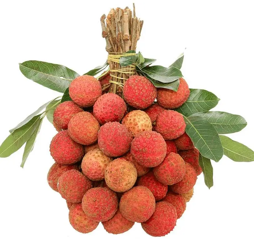 Verse Lychee Fruit Viet Nam Hoge Kwaliteit Voor Export-Prijs Concurrerende//Mevrouw Daisy