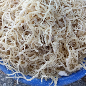 สาหร่ายคอตตอนนีแห้งส่งออกคุณภาพสูง - Product Image 1