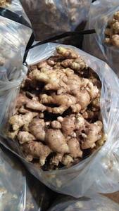 Gingembre frais entier, racine coupée, biologique, pour épices, cuisine indienne et asiatique, distributeur en gros Vietnam, 99GD Pearla 0,5kg 2 - Product Image 3