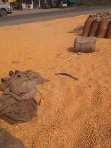 Mejor Suministro de Maíz Amarillo de Calidad/Maíz Amarillo para Consumo Humano, Maíz Amarillo No Transgénico/Maíz Amarillo para Alimentación Animal, Palomitas de Maíz - Product Image 4