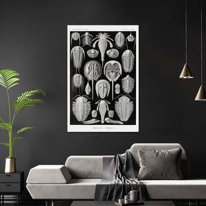 E. Haeckel Art Forms of Nature Plate 47-Turtles โปสเตอร์ตกแต่งผนังวัสดุกระดาษ - Product Image 2