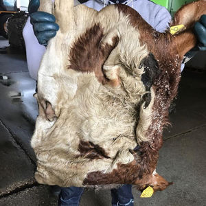 Proveedor Líder que Vende Pieles de Vaca Curtidas en Seco con Sal, 100% Cuero Orgánico Genuino para Muebles/Sofás y Cinturones/Materas - Product Image 4